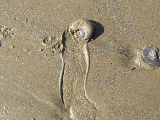 Sand dollar on the run