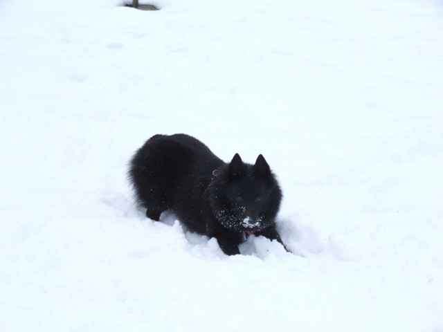 sv 03-16-08 kyla playing resized