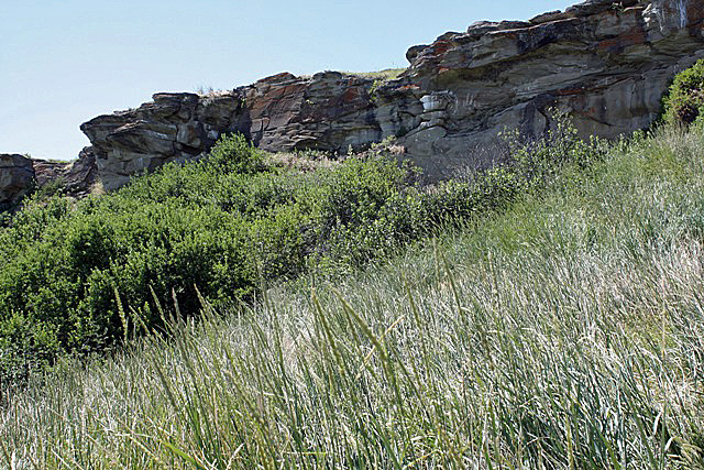 Head Smashed In Buffalo Jump July-08 084