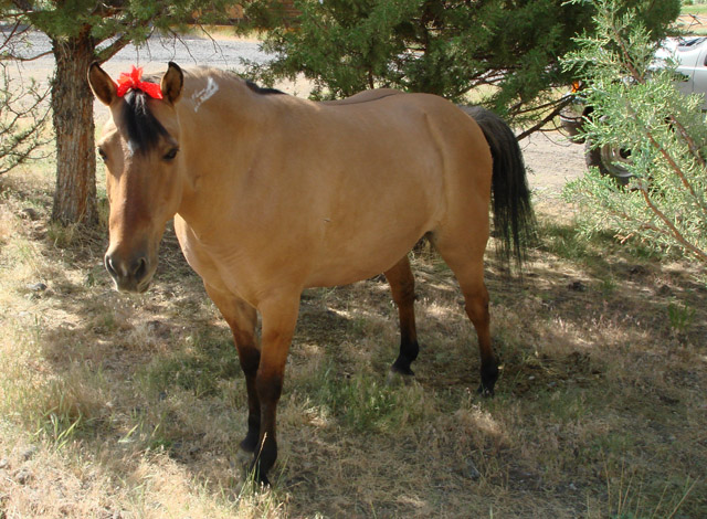 Mane and tail all groomed...so the ribbon was appropriate.