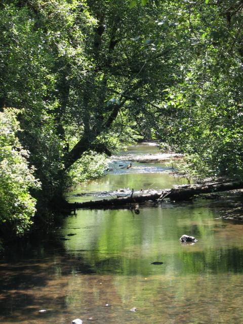 Creek flowing thru Silver Falls S.P.