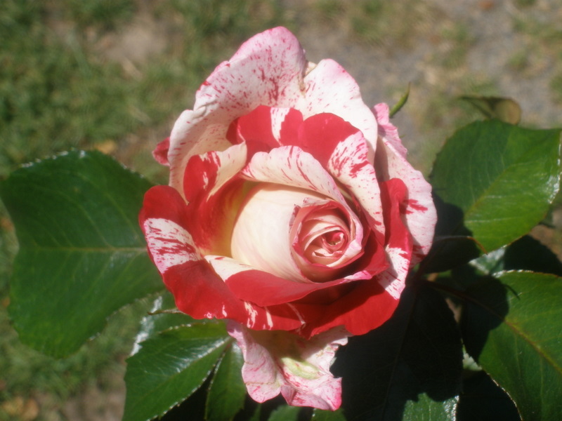 P7291807