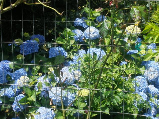 P7221743