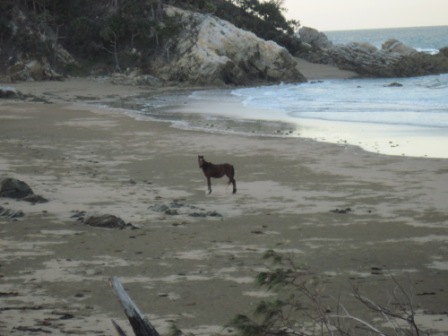 WIld Horse Joe Lees From Camp