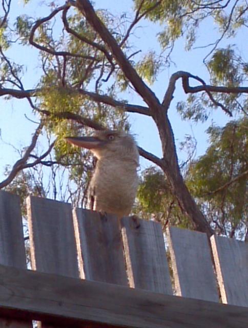 Kookaburro