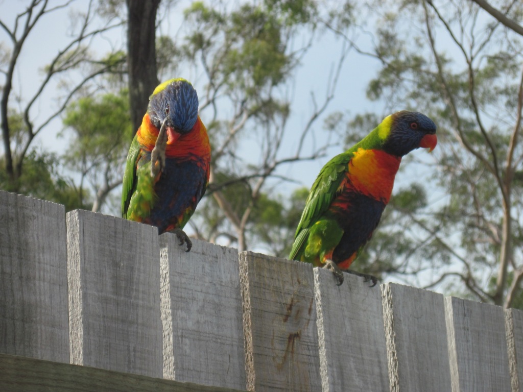 Rainbow Lorikeets 3