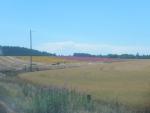 Wheat & flower fields on way to Silver Falls S.P.