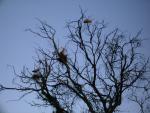 Herons nesting in a tree near my rig