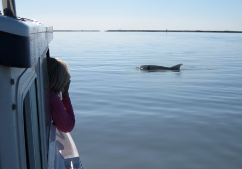 ShootingDolphins2E