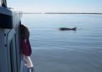 ShootingDolphins2E