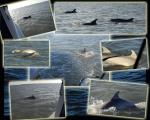 DolphinComp