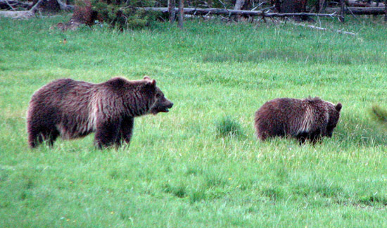 BearsE