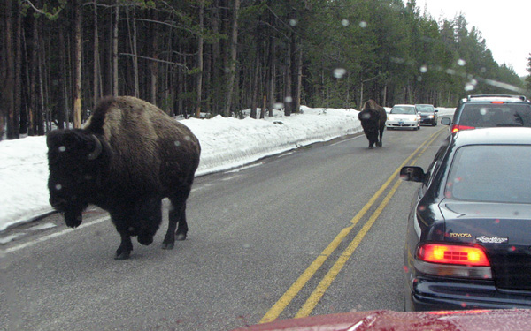 BisonJamE