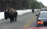 BisonJamE