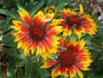 FlowersE