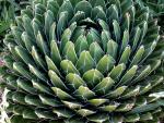 SucculentE
